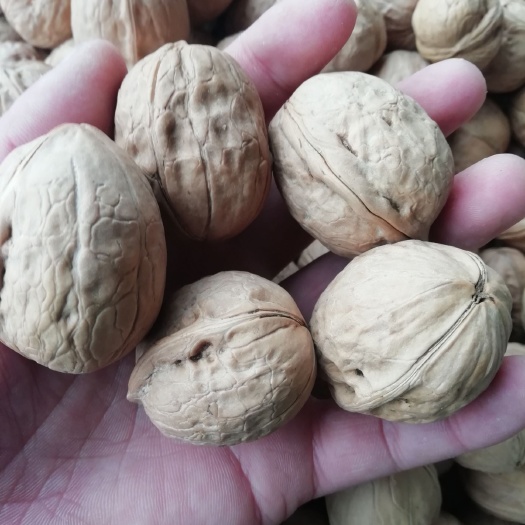 成都薄皮核桃  五斤39.9包邮新疆阿克苏薄皮幸福核桃，