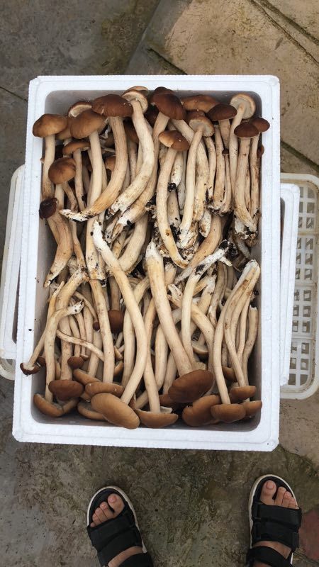 贵阳普通茶树菇 6~8cm 未开伞 鲜茶树菇