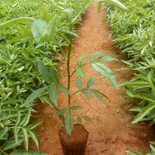 九叶青花椒苗  九叶青椒苗，贵州花椒苗基地直供，花椒苗产地批发自产自销