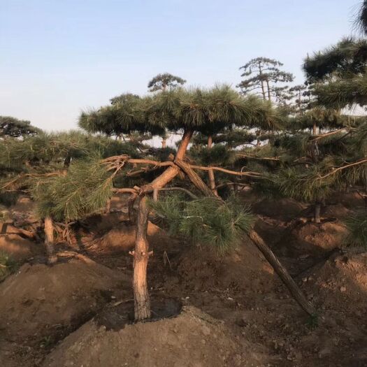 泰安造型松树  泰山造型松，景观松，实地挑选