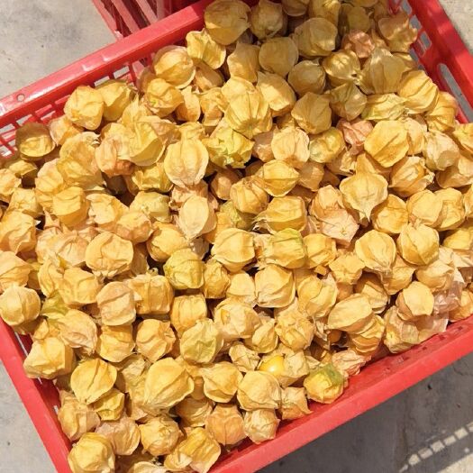 勐海县菇娘 帽货装精品 新货上市了大姑娘小姑娘都有