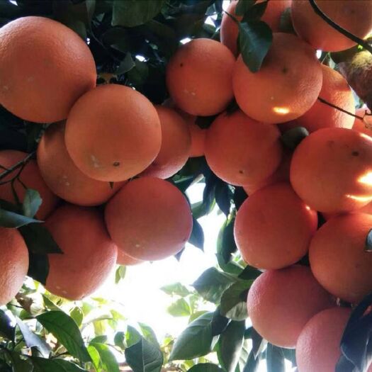 祁阳市纽荷尔脐橙苗  赣南脐橙 根系发达，健康壮苗，正品行货；