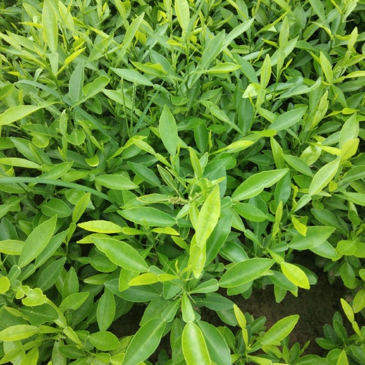 资阳 正宗资阳香橙苗！
