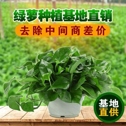 北京绿萝 大量批发