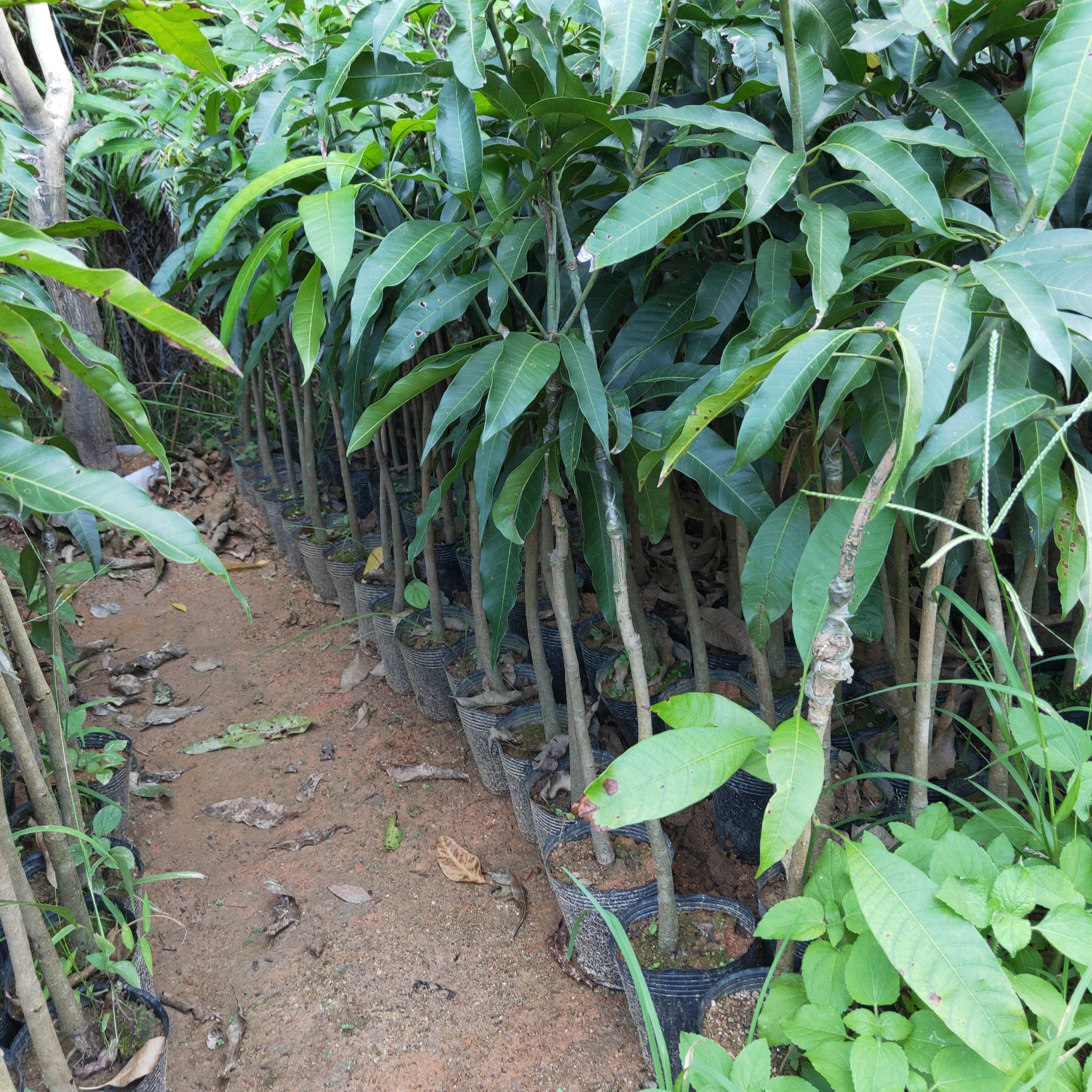 芒果苗台农芒果苗 台农一号芒果苗杯苗包邮芒果嫁接苗