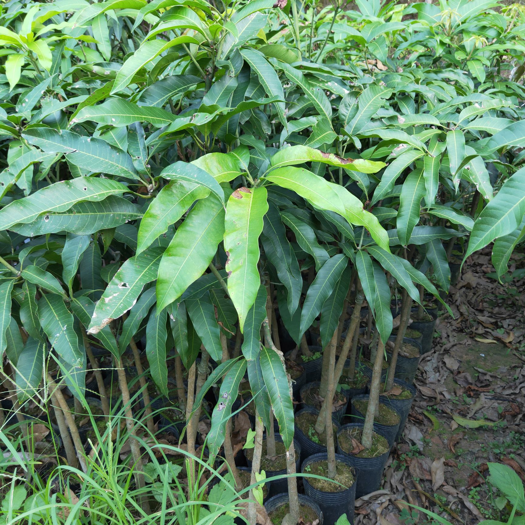 芒果苗台农芒果苗 台农一号芒果苗杯苗包邮芒果嫁接苗