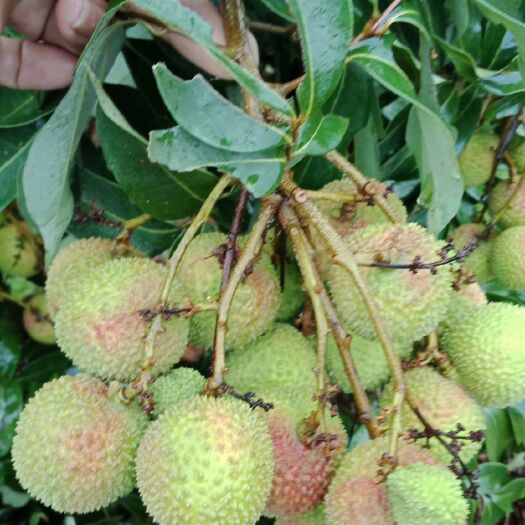 灵山县 广西妃子笑荔枝苗