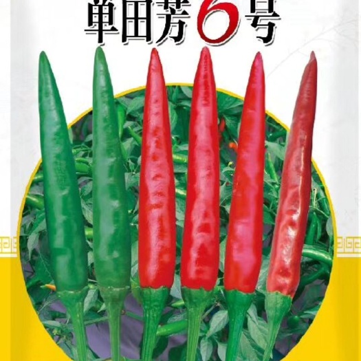 扶沟县朝天椒单生辣椒种子 单田芳6号单枝辣椒高了大果型产量高硬度好