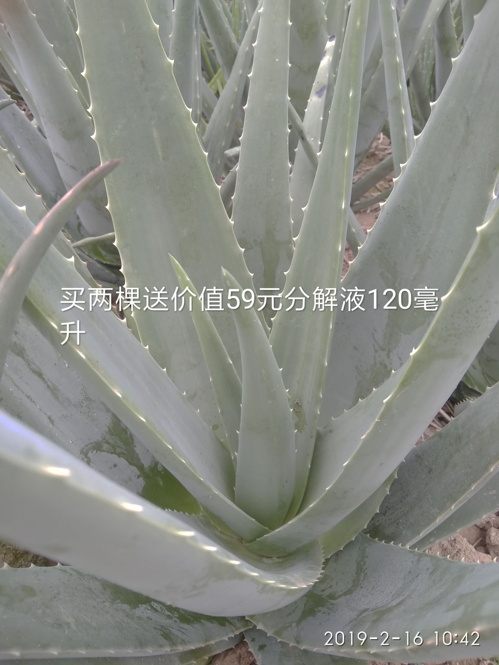  库拉索芦荟护肤排毒供应大颗76元棵小苗0.7元
