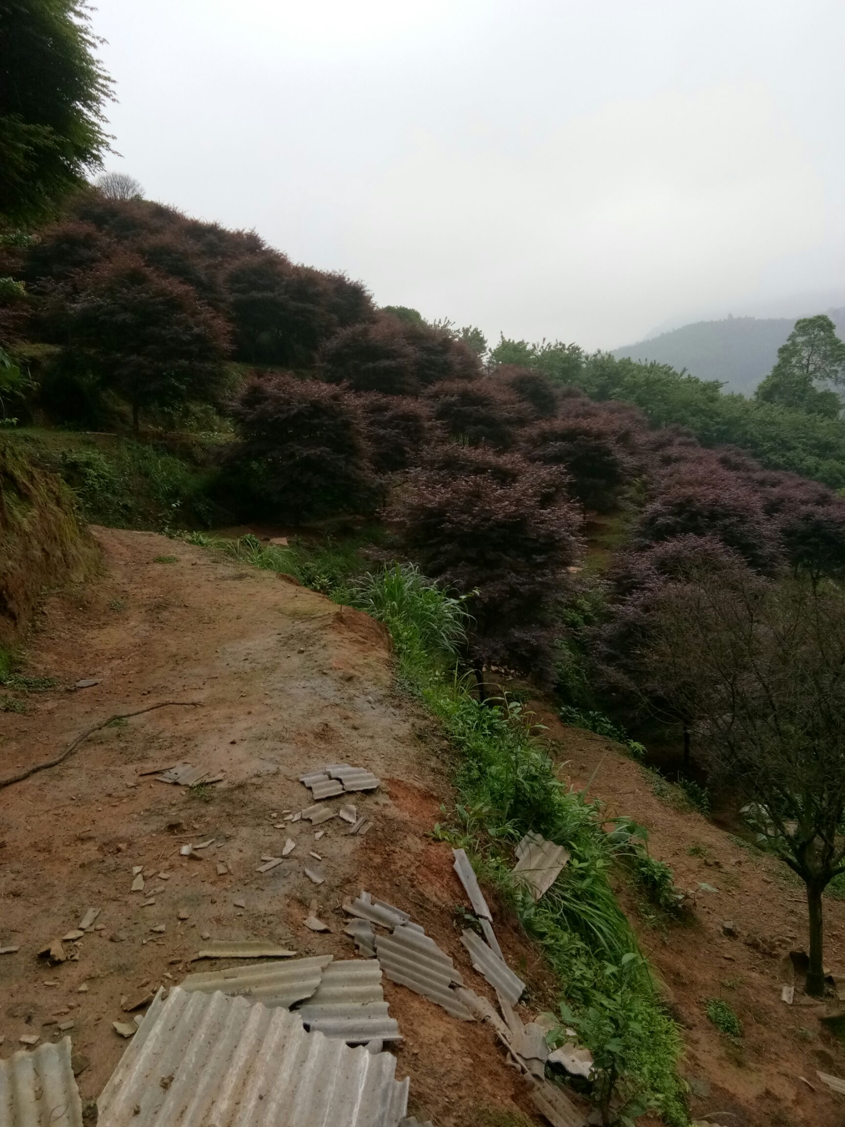 中国红枫 供应精品红枫