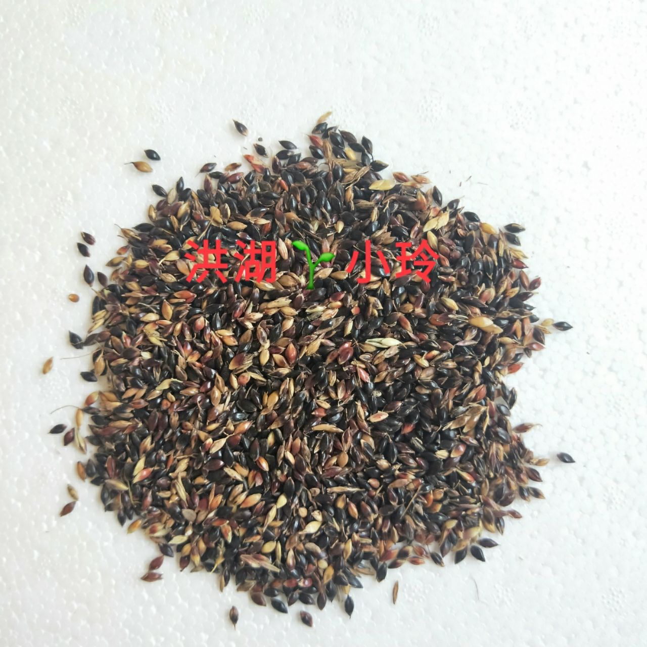 洪湖市苏丹草种子 牧草种子 养殖鱼牛羊猪马专用 包邮