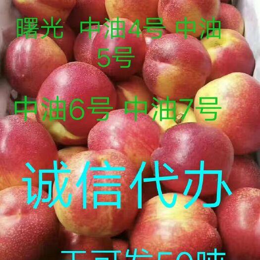 新绛县 十万亩油桃基地 专业代办