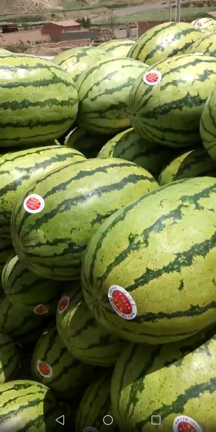 金花一号 瓜甜皮亮果形苞满