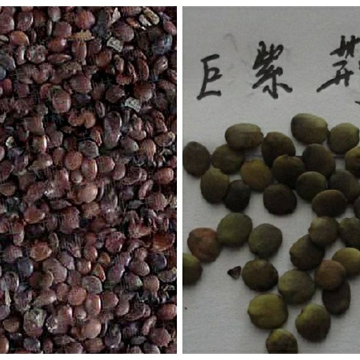 当年新采紫荆花种子 巨紫荆种子 羊蹄甲洋紫荆种子