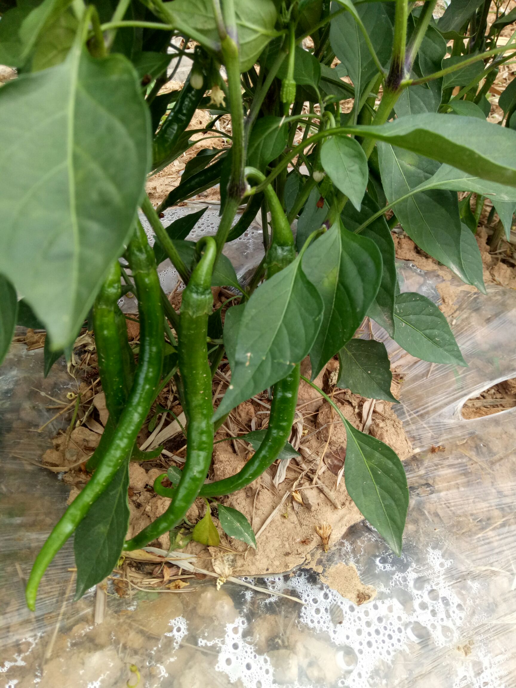  鲜辣椒