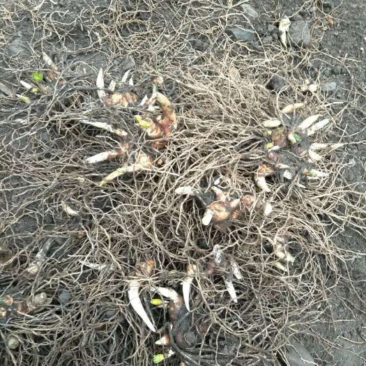 石棉县基地直销华重楼七叶一枝花精品块茎种子适应性强存活率高产量高