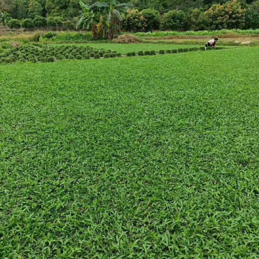 广州 大叶油草