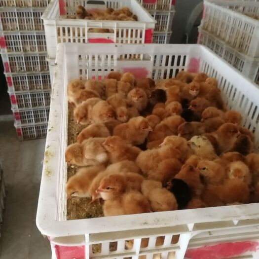 沭阳县 孵化场直供草鸡苗三黄鸡麻鸡五黑鸡大红公鸡