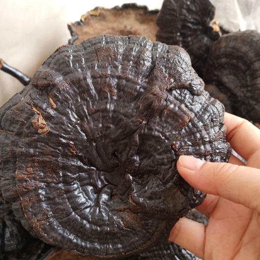安国市批发黑灵芝长脚带柄黑灵芝500克包邮可切片炖汤非紫红赤芝