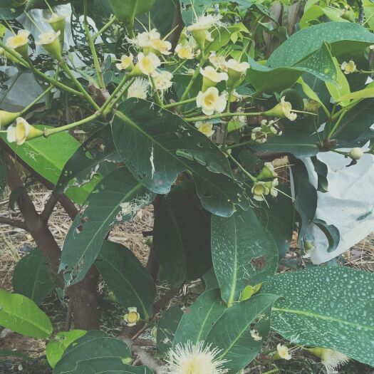 漳州黑糖芭比莲雾苗 产量高，口感好