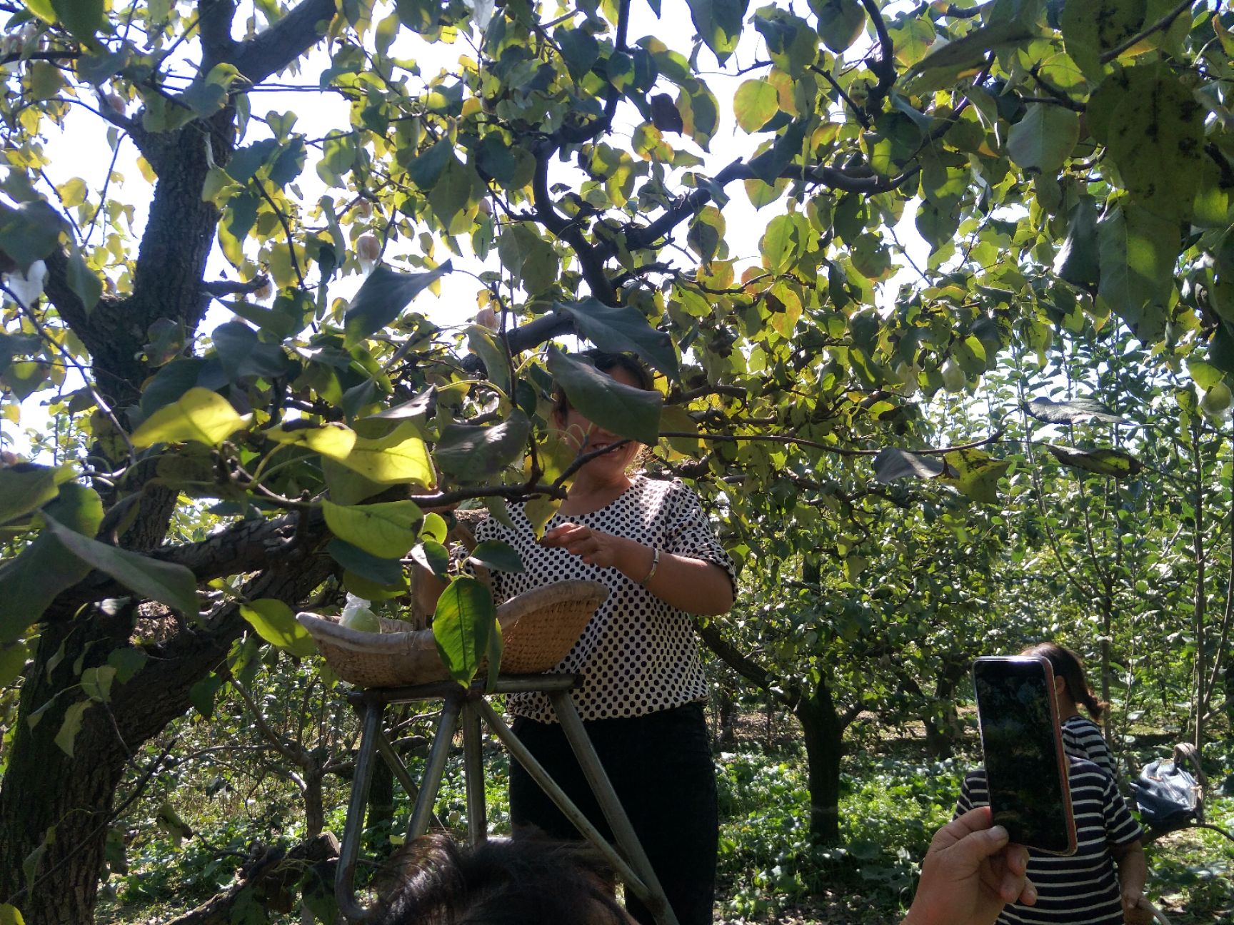  正宗魏县鸭梨批发零售