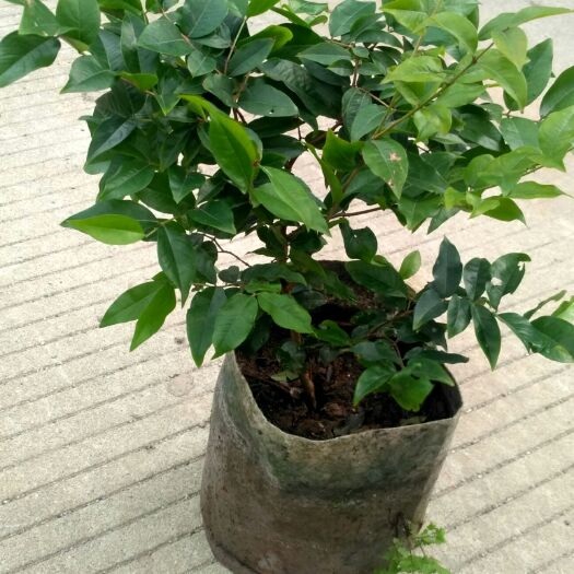 灵山县树葡萄苗 第二年可以挂果，四季早生苗，带营养土杯，不分季节种值容易成活