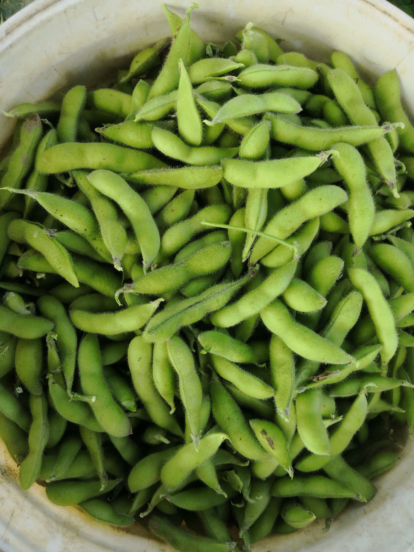 阜南县毛豆荚  安徽精品菜毛豆大荚翠绿宝毛豆提供场地风选水洗配车产