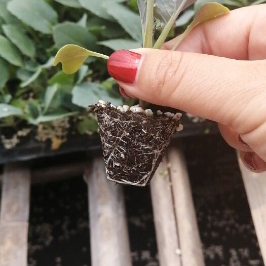 寿光市白面青梗松花菜 菜花苗长期供应