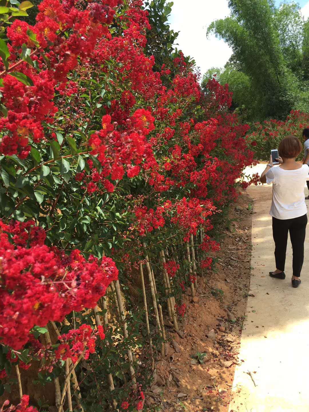  美国三红紫薇