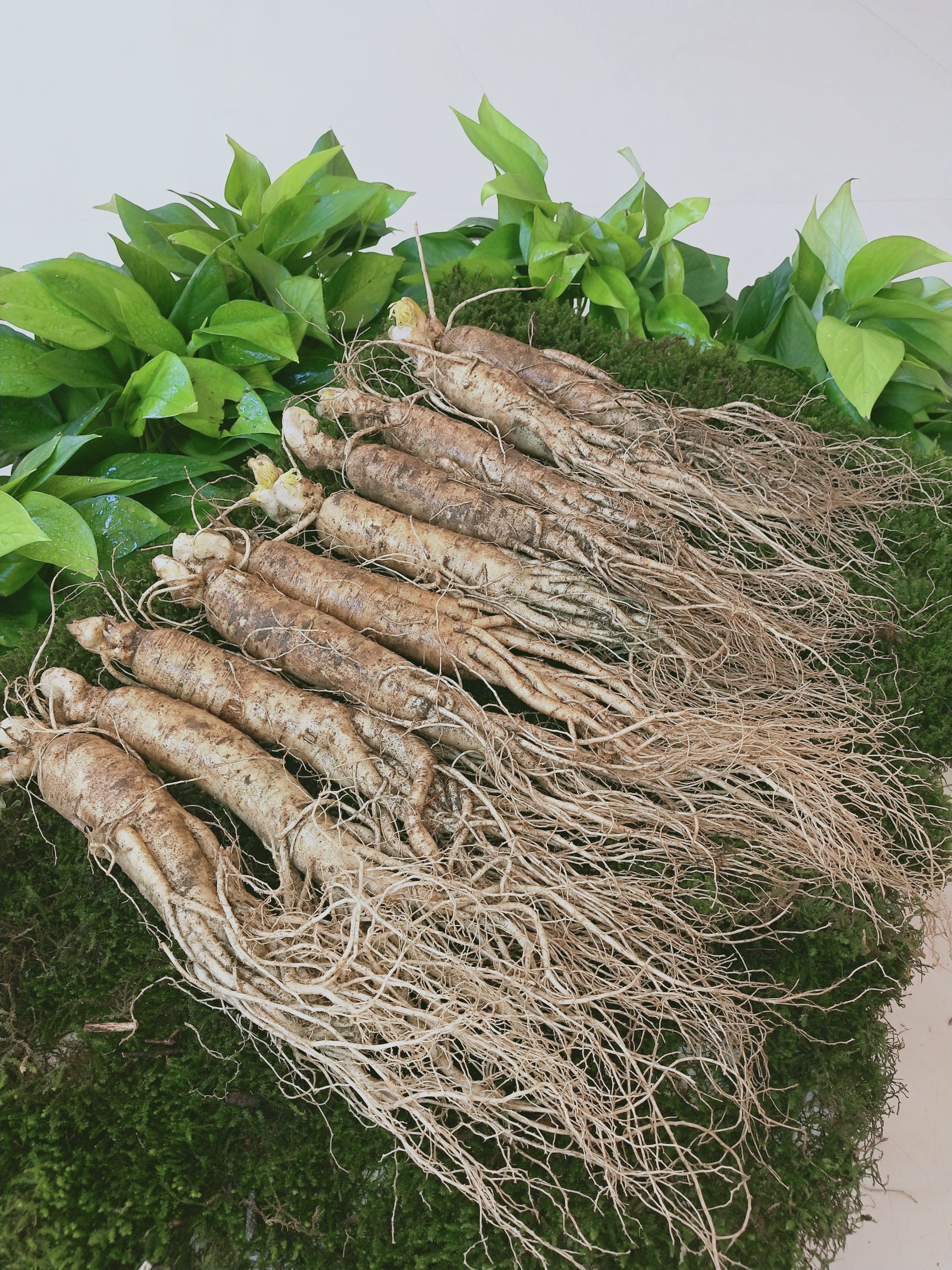 长白山人参 带土鲜参集安边条参10支一斤园参