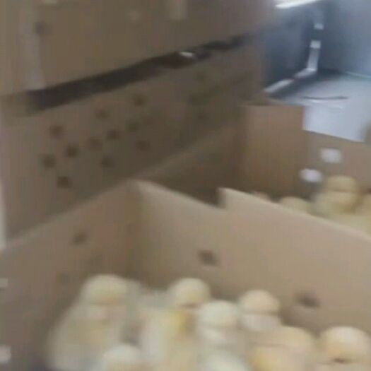 新邵县三黄鸡苗 公