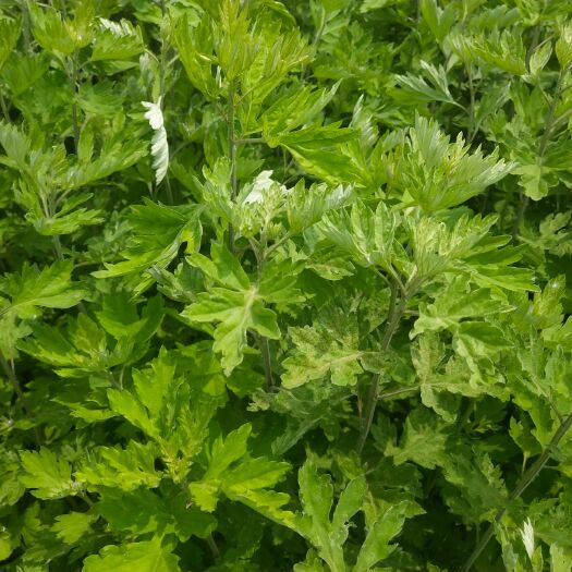 河南信阳艾草苗基地直供 健康种植源头供货
