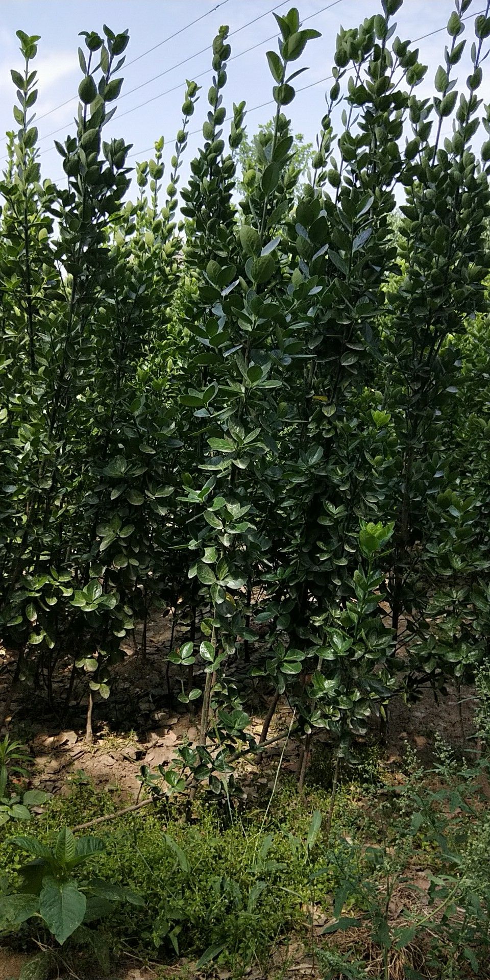  北海道黄杨基地1米至两米高价格