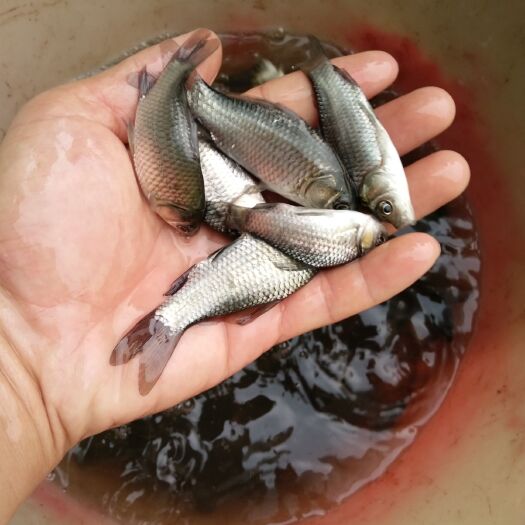 广州 广东鲫鱼苗~快大型鲫鱼苗，品种齐全，抵抗力强，生长速度快