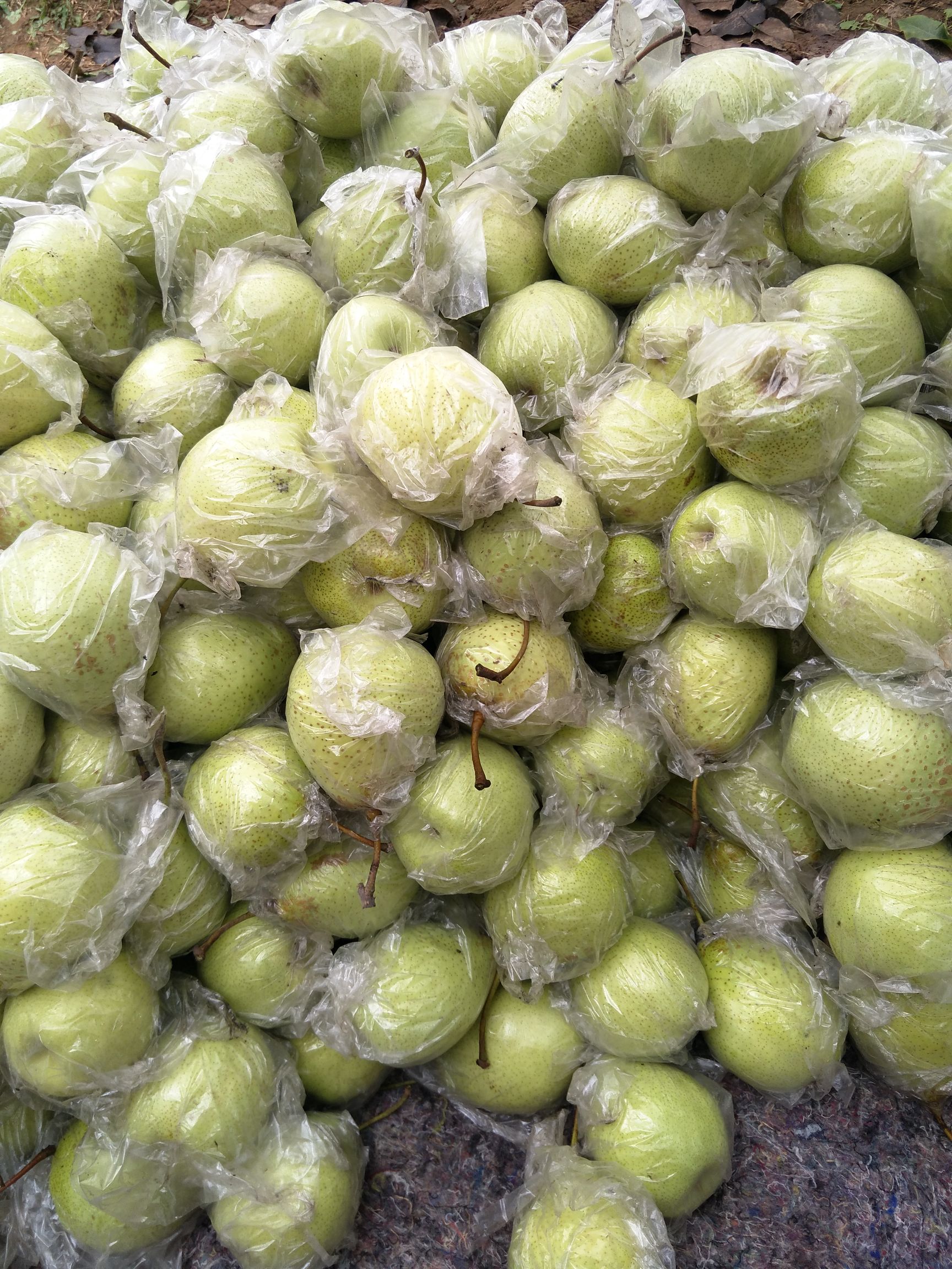  正宗魏县鸭梨批发零售
