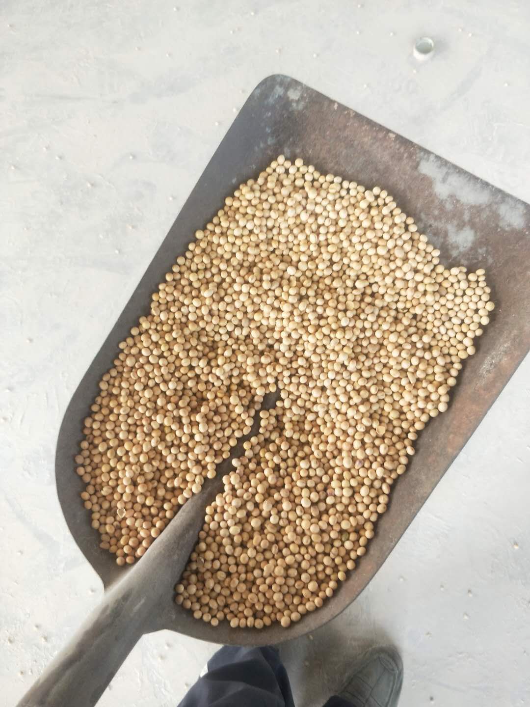 大豆 生大豆 1等品