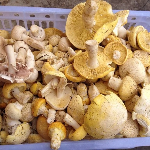 天峻县 黄蘑菇，黄绿蜜环菌