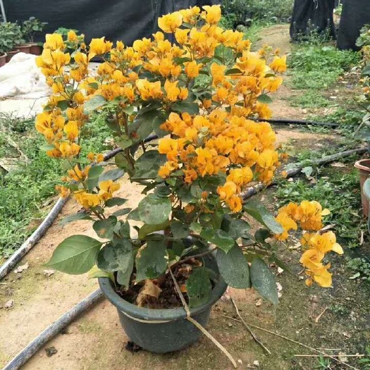 漳州红缨三角梅 0.2~0.5米