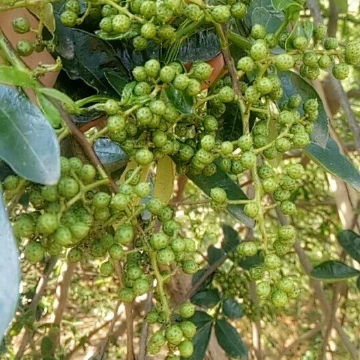 宁南县 优质青花椒。麻味持久。自产自销。