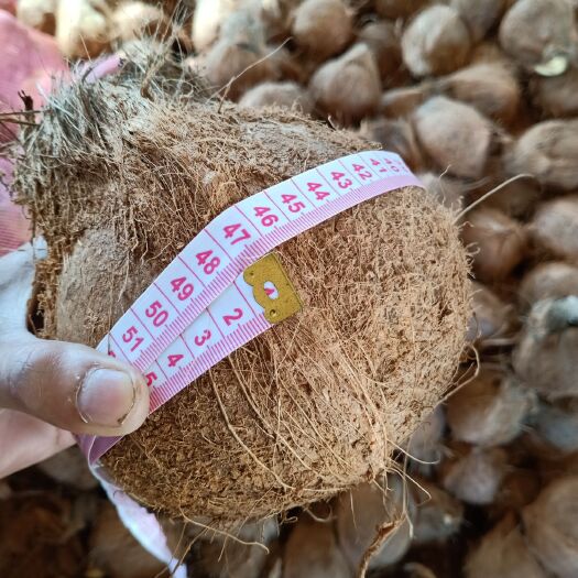 文昌市越南毛椰 越南老毛椰，超大个