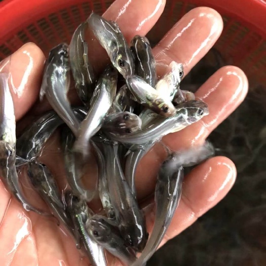 东莞市 斑点叉尾鮰鱼苗