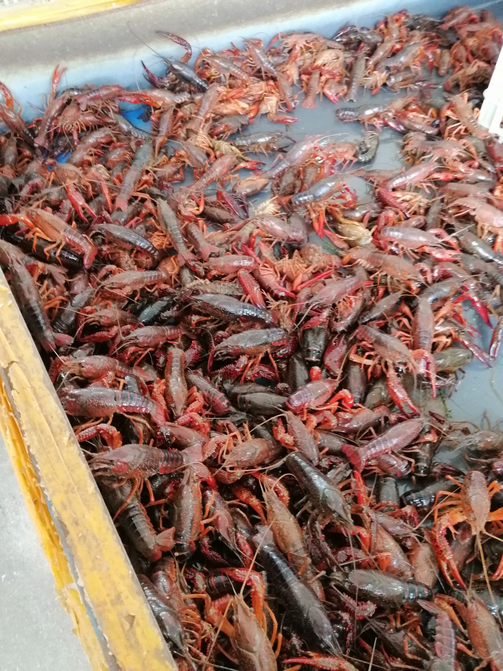 小龙虾怎么养殖 小龙虾怎么养殖产量高