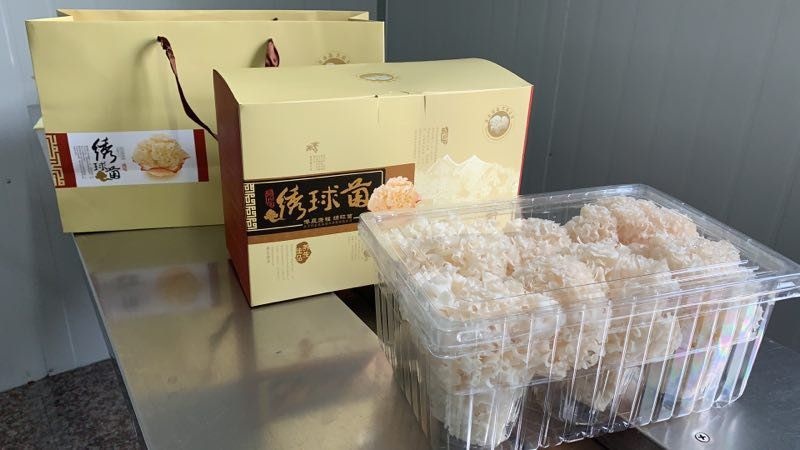 闽侯县厂家直销有机绣球菌，营养健康，美容，抗肿及、抗病毒等