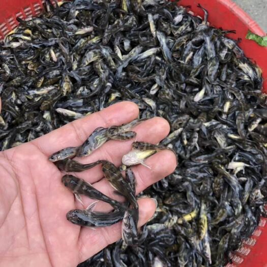 东莞市 黄骨鱼苗