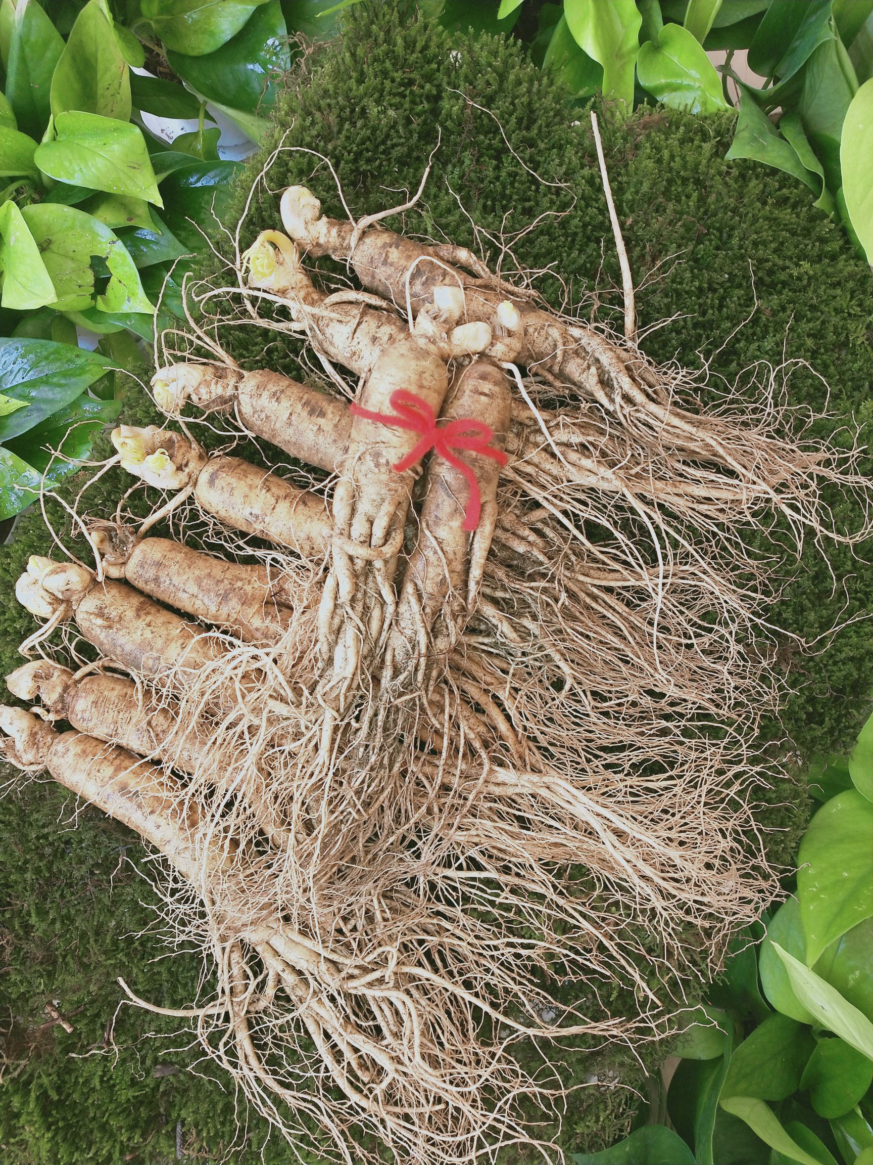 特大鲜参5支一斤长白山人参园参集安边条参