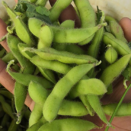 安徽翠绿宝毛豆大荚豆新鲜毛豆蔬菜毛豆诚信实力代办代发产地直