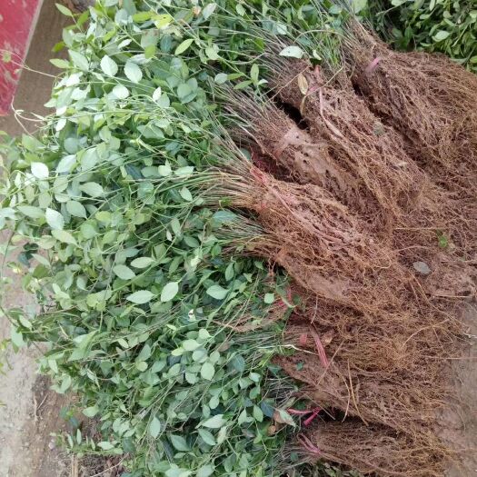 泰安扶芳藤绿化用小苗 爬型卫矛小叶扶芳藤