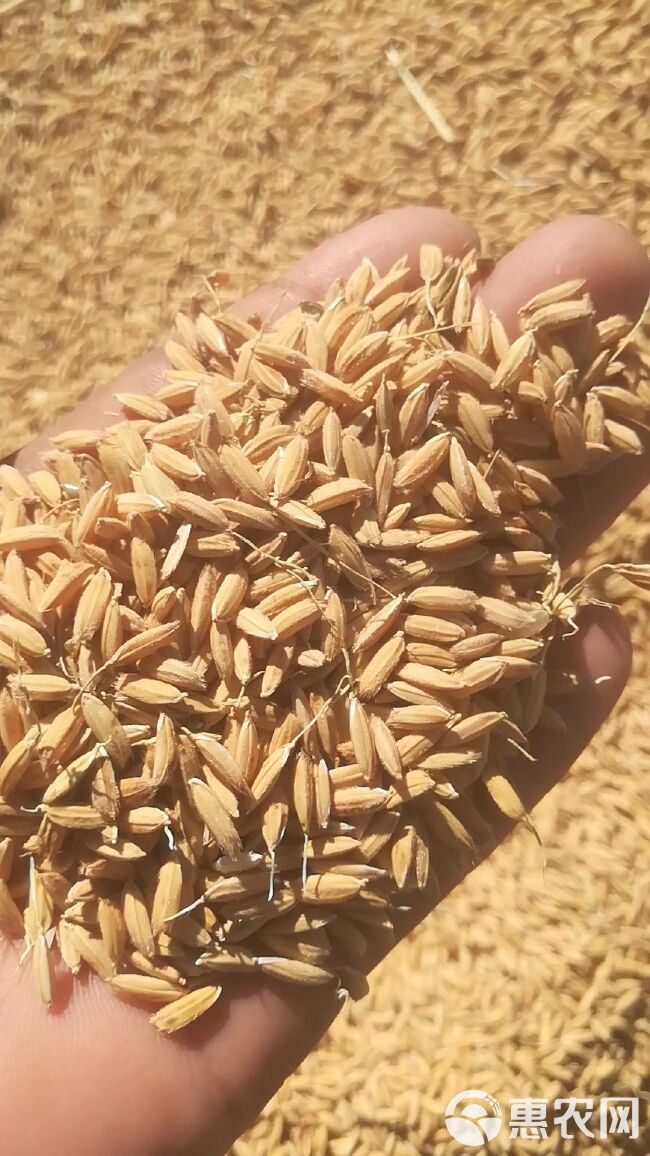  有机化种植稻花香稻谷，185项农药残留检测为零含有富硒元素