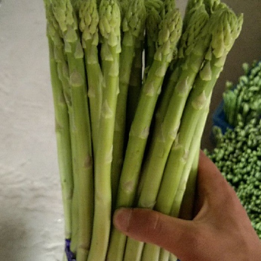 南通绿芦笋  精品芦笋欢迎选购