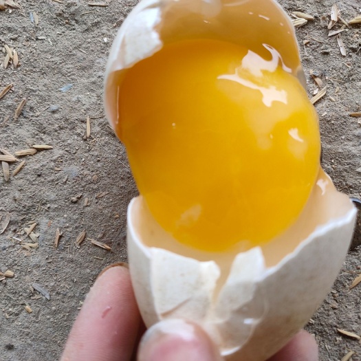 固镇县 好的鹅才会有好的鹅蛋